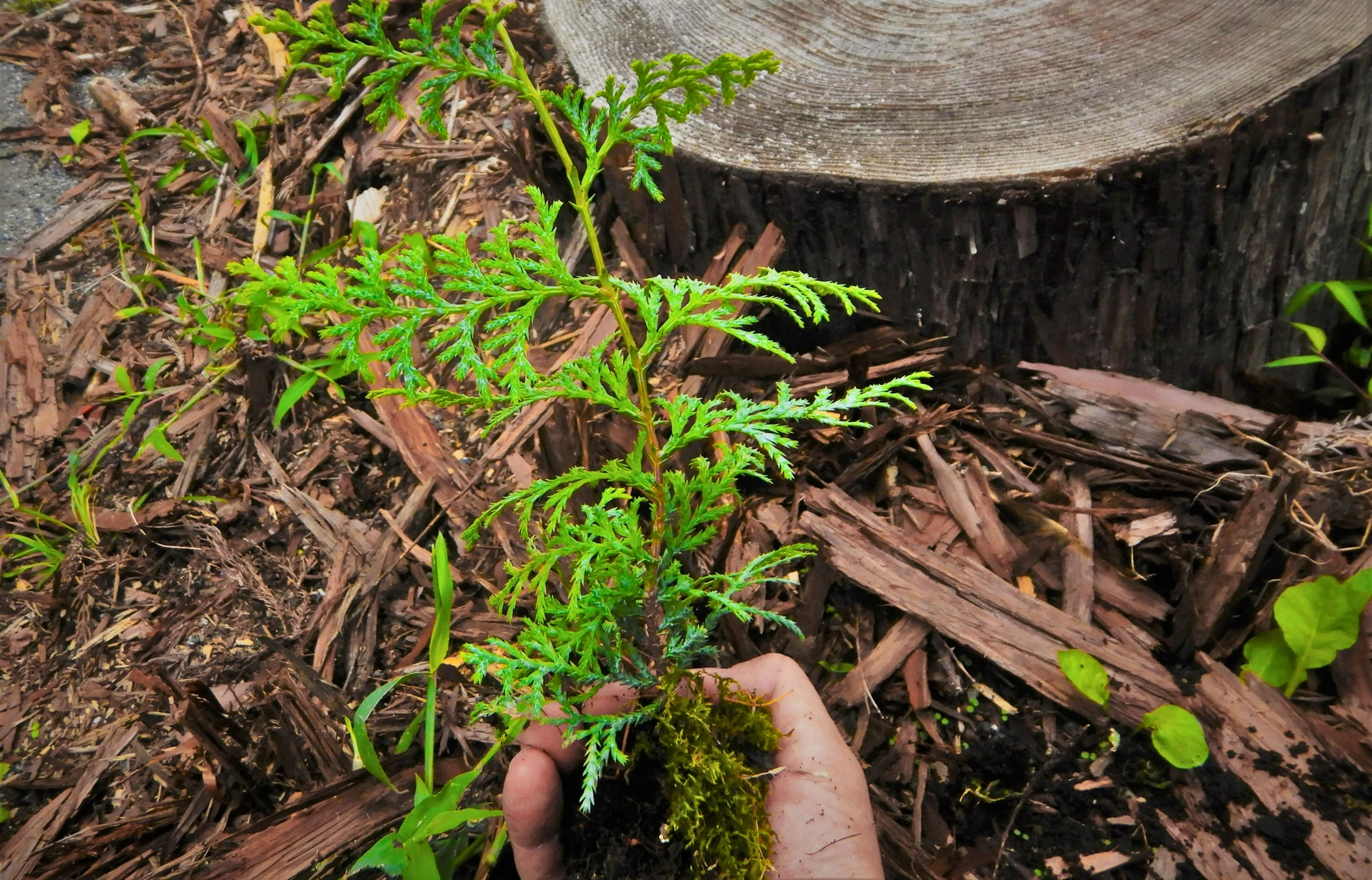 PLANT A TREE