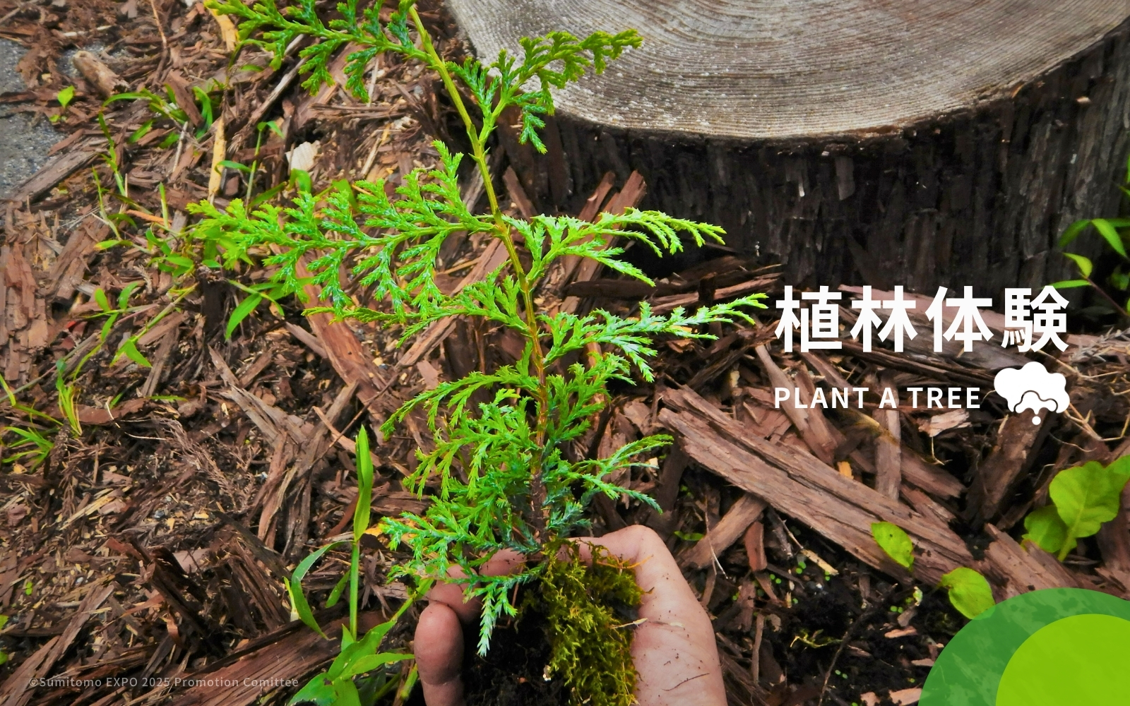 PLANT A TREE at the Sumitomo Pavilion