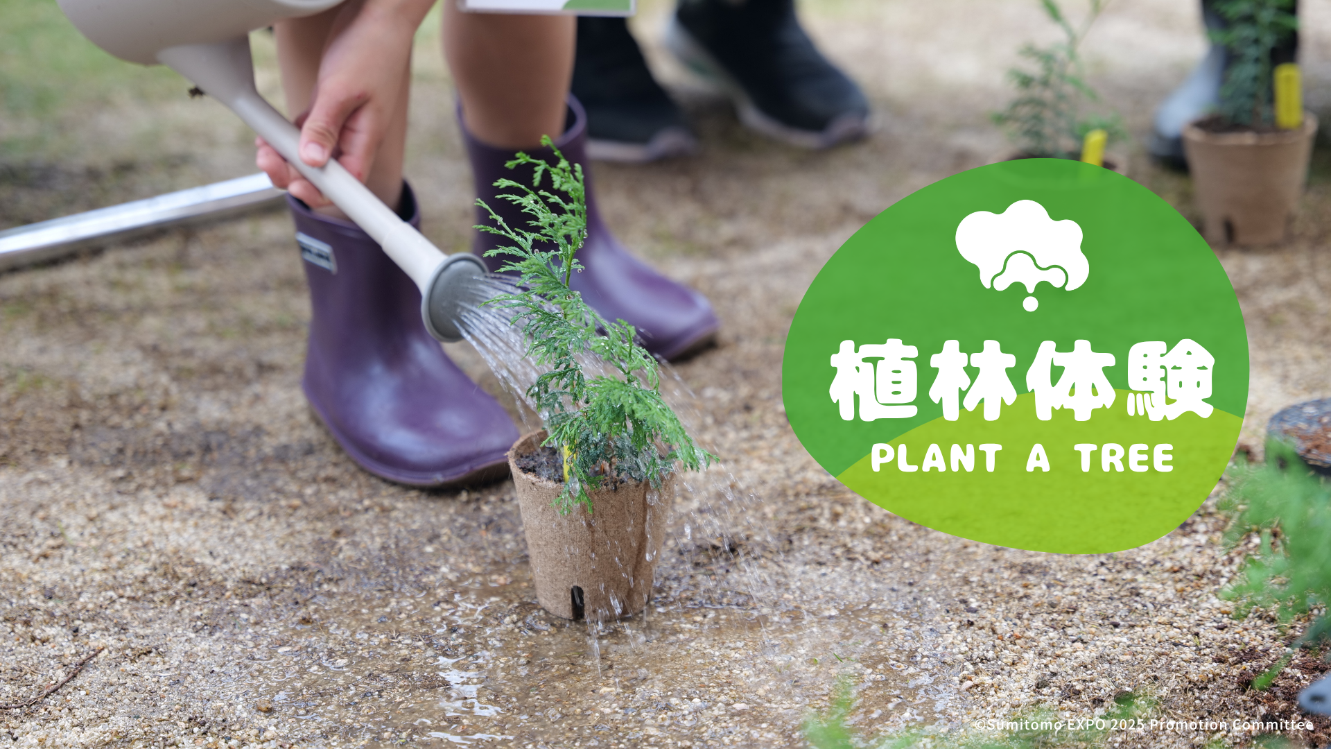 Reporting on the current state of the seedlings from the Sumitomo Pavilion “PLANT A TREE”